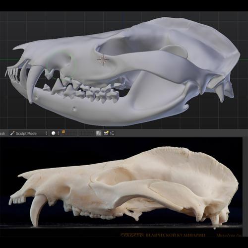 Skull of Virg. Opossum (Didelphis virginiana) preview image